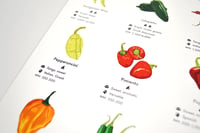 Image 4 of Chilli Peppers Guide Poster 