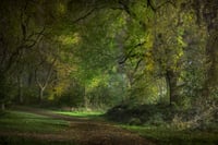 TWILIGHT, WHITWORTH PARK, MANCHESTER