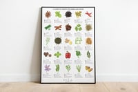 Image 1 of Herbs and Spices Guide Poster