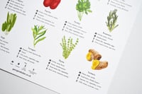 Image 5 of Herbs and Spices Guide Poster