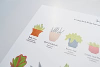 Image 2 of Succulents Houseplant Poster 