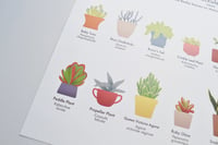 Image 4 of Succulents Houseplant Poster 