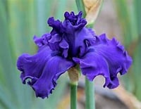  BLUE INDIGO & IRIS (TYPE)
