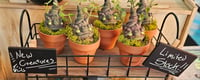 Image 1 of Mandrakes in Pots