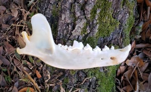 Image of Grey Wolf Jaw