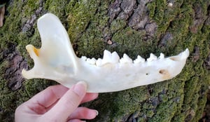 Image of Grey Wolf Jaw