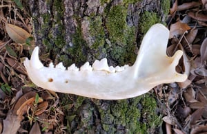 Image of Grey Wolf Jaw