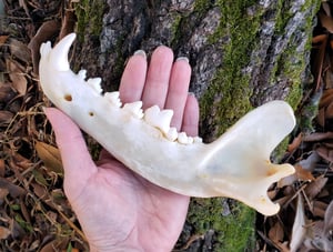 Image of Grey Wolf Jaw