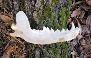 Image of Grey Wolf Jaw