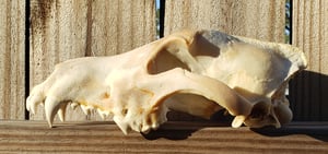 Image of Grey Wolf Skull