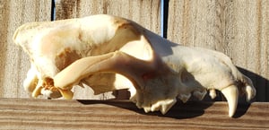 Image of Grey Wolf Skull