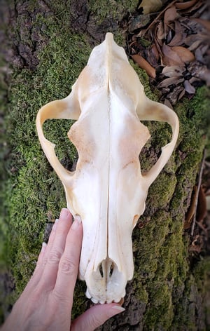 Image of Grey Wolf Skull