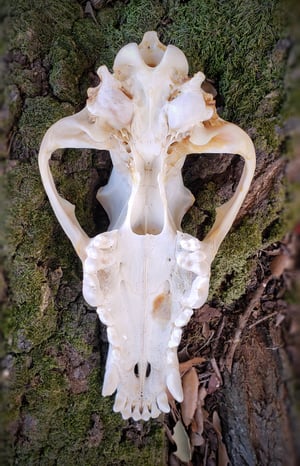 Image of Grey Wolf Skull