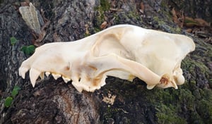 Image of Grey Wolf Skull