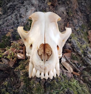 Image of Grey Wolf Skull