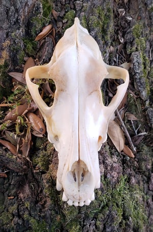 Image of Grey Wolf Skull