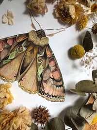 Image 2 of Green-Brindled Crescent