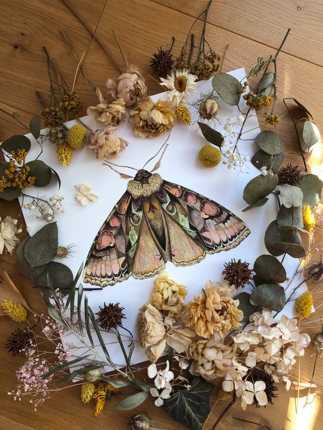 Green-brindled crescent