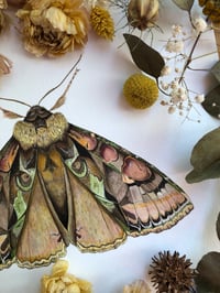 Image 3 of Green-Brindled Crescent