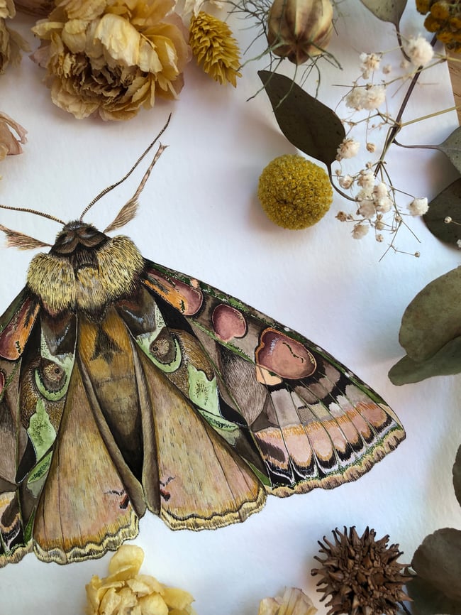 Green-brindled crescent