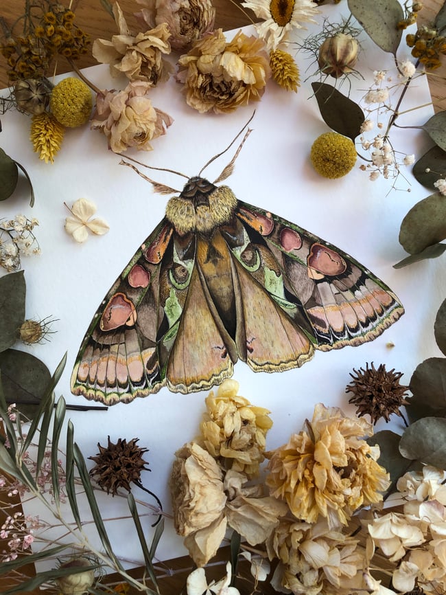 Green-brindled crescent