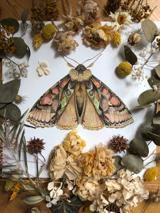 Green-brindled crescent