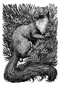Pine Marten & Scots Pine A5 Print