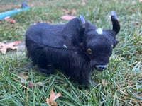 Image 1 of Small Yak Figures