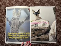 Image 2 of Cat & cats