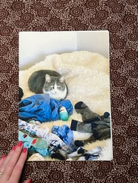 Image 1 of Cat & cats