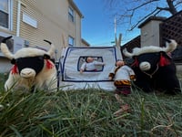 Image 4 of Large Loaded Yak Dolls 