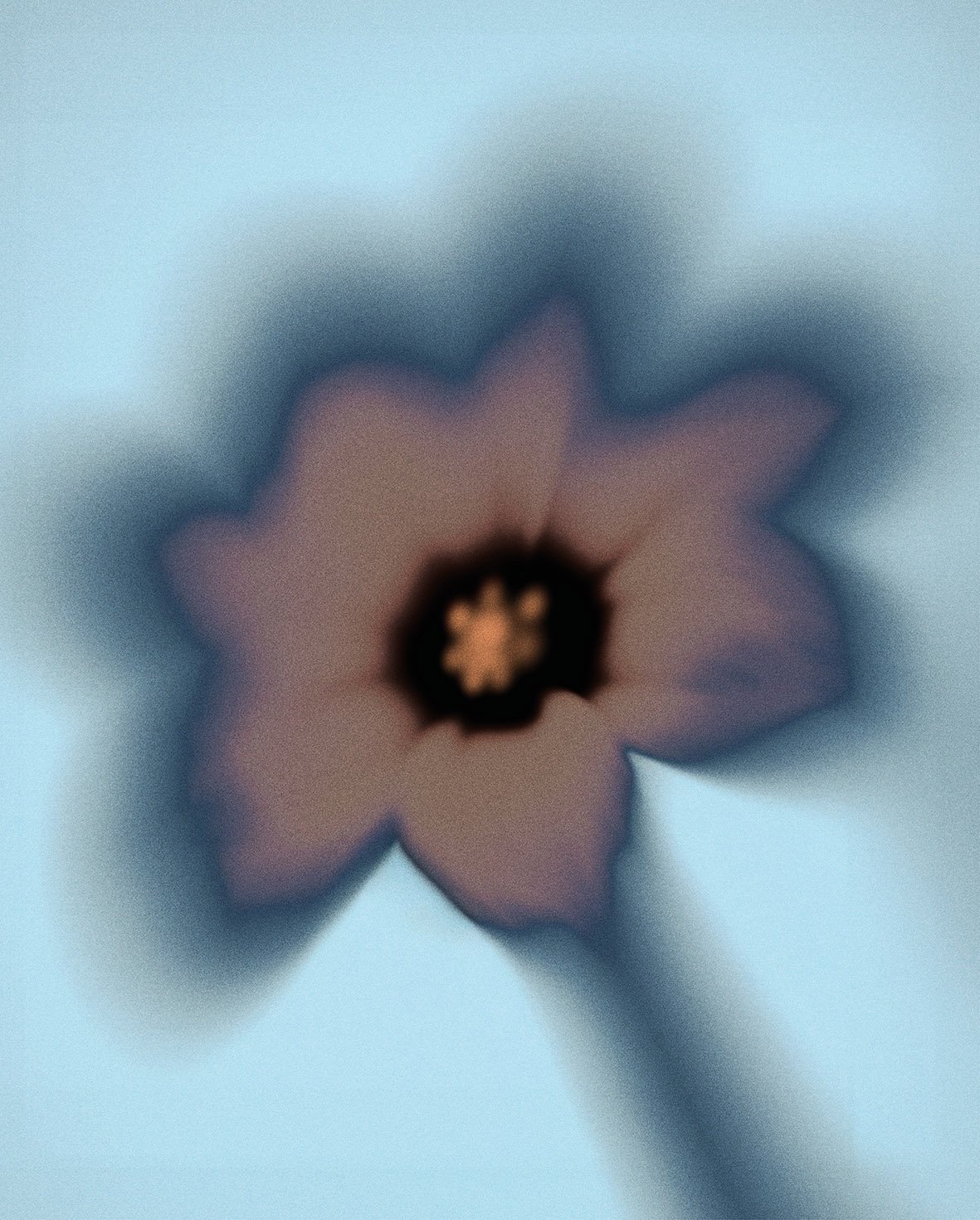 Flower 15 | L D S