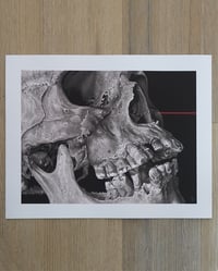 Image 3 of JEFF SRSIC "SKULL STUDY 3" PRINT
