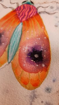 Image 3 of Orange Moth