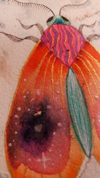 Image 2 of Orange Moth