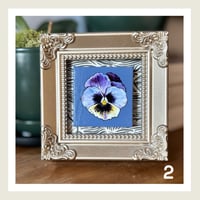 Image 4 of Mini Pansies Series 2 : Original Art by Heather Lacroix