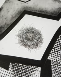 Image 2 of Relations  /  Echos of Forms