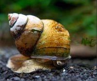 Japanese Trapdoor Snail