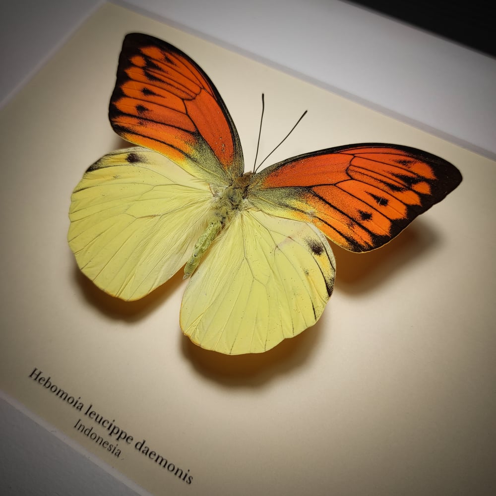 Image of Hebomoia leucippe daemonis 