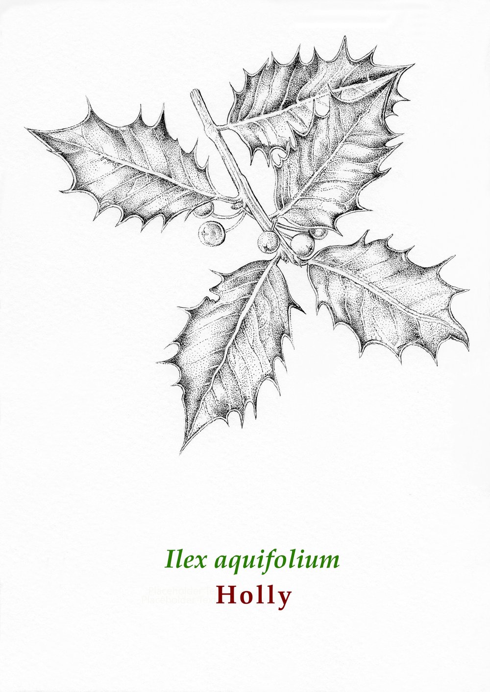 Image of 5x Christmas Card Botanical Pack