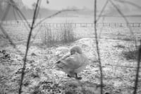 Snow goose, Ampleforth, North Yorkshire