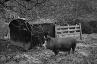 Pig, Ampleforth, North Yorkshire