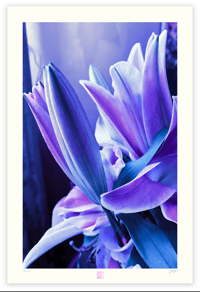 Image 1 of LUSCIOUS LAVENDER (36X24)