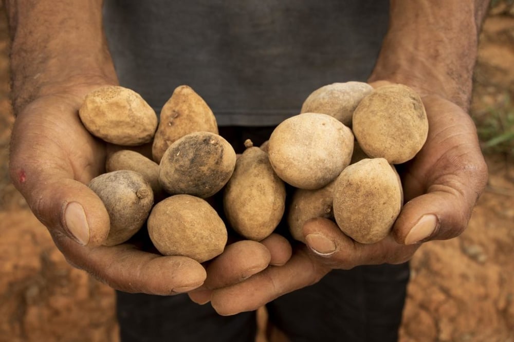ORIGINAL-WILD Sri Lankan Sea Almonds Seeds. WILD PeaNOTS! Roasted Brazilian Baru Legume Seeds.