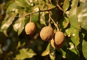 ORIGINAL-WILD Sri Lankan Sea Almonds Seeds. WILD PeaNOTS! Roasted Brazilian Baru Legume Seeds.