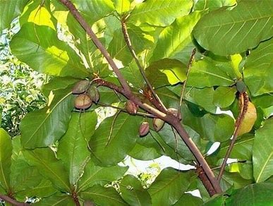 ORIGINAL-WILD Sri Lankan Sea Almonds Seeds. WILD PeaNOTS! Roasted Brazilian Baru Legume Seeds.