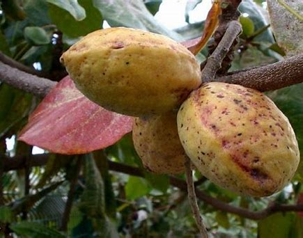 ORIGINAL-WILD Sri Lankan Sea Almonds Seeds. WILD PeaNOTS! Roasted Brazilian Baru Legume Seeds.