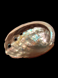 Image 1 of Shell 
