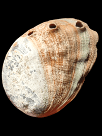 Image 2 of Shell 
