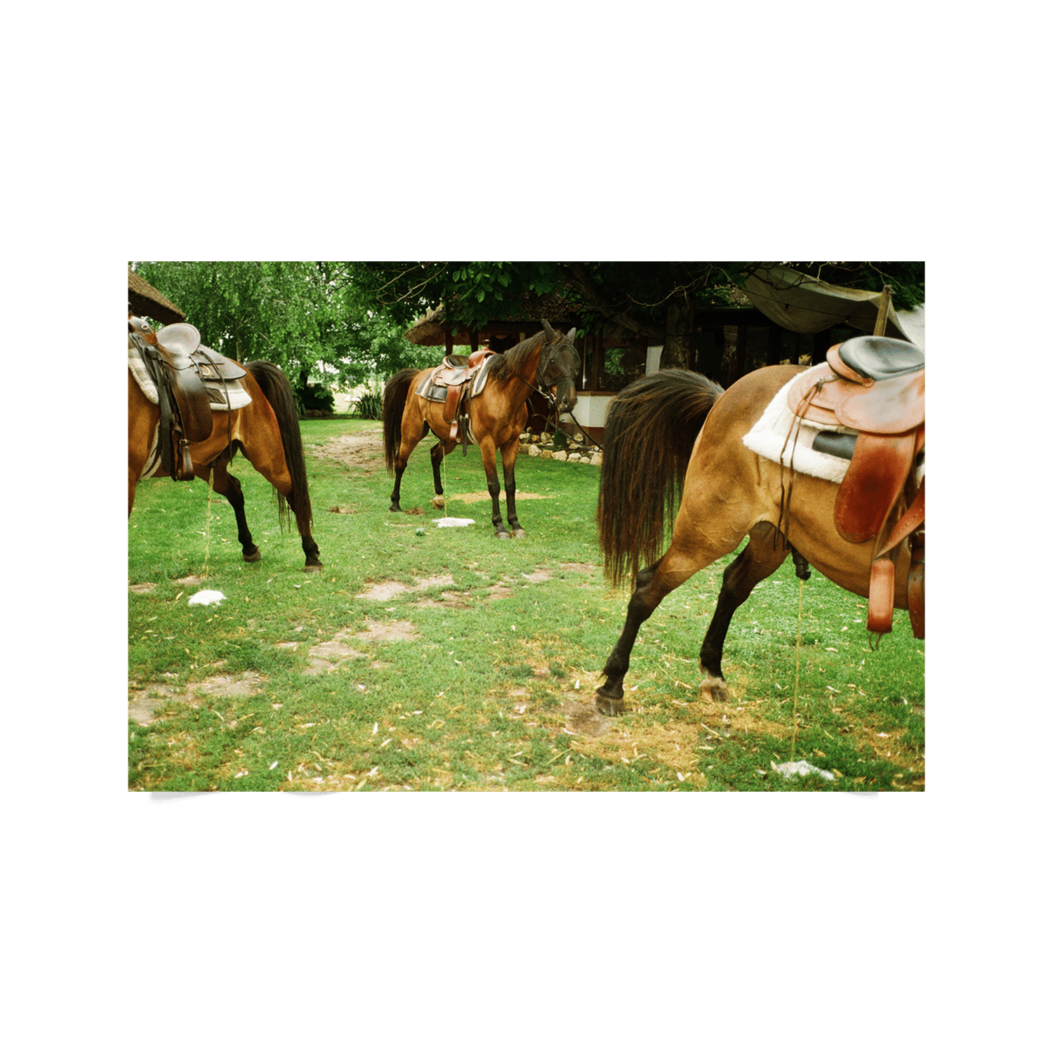 Image of WILD DEAL: THE ANIMAL ISSUE & MERCH 